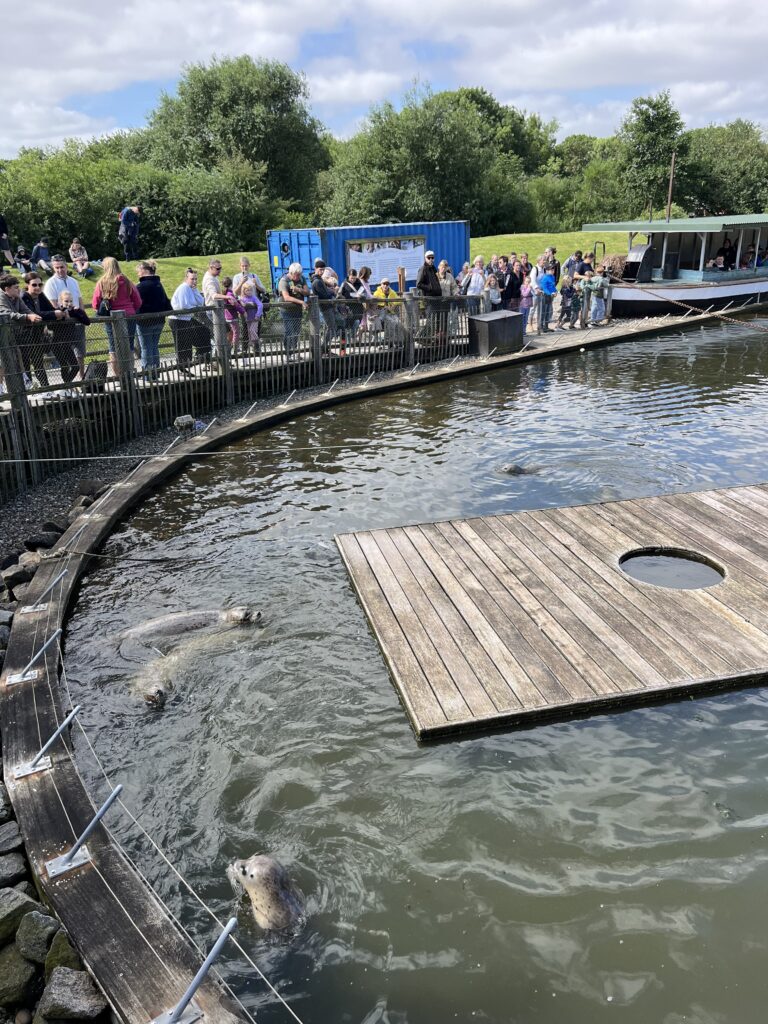Menschen stehen am Zaun und beobachten mehrere Robben in einem Wasserbecken neben einem Holzsteg.