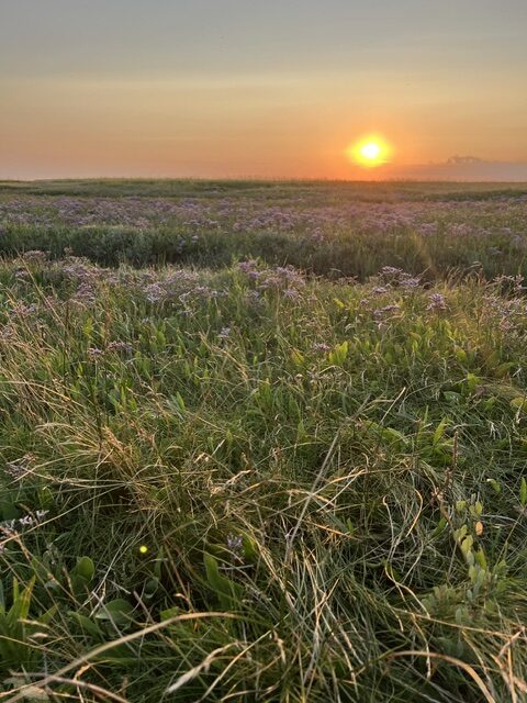 Sonnenuntergang über weiter Wiese mit grünen Gräsern und violetten Wildblumen